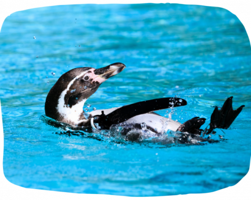 St Andrews Aquarium
